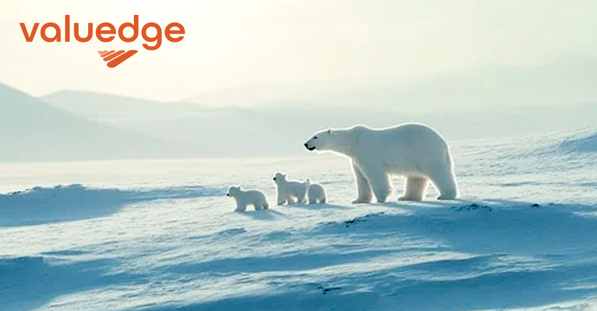 Featured image for “IJsberen”